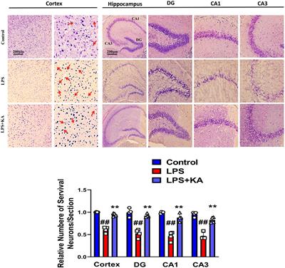 Kojic acid reverses LPS-induced neuroinflammation and cognitive impairment by regulating the TLR4/NF-κB signaling pathway